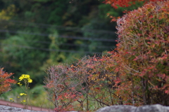 親子で紅葉狩り