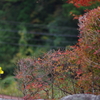 親子で紅葉狩り