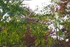 初めての一眼と紅葉W