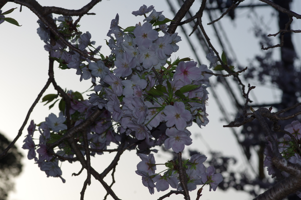 夕暮れ花見
