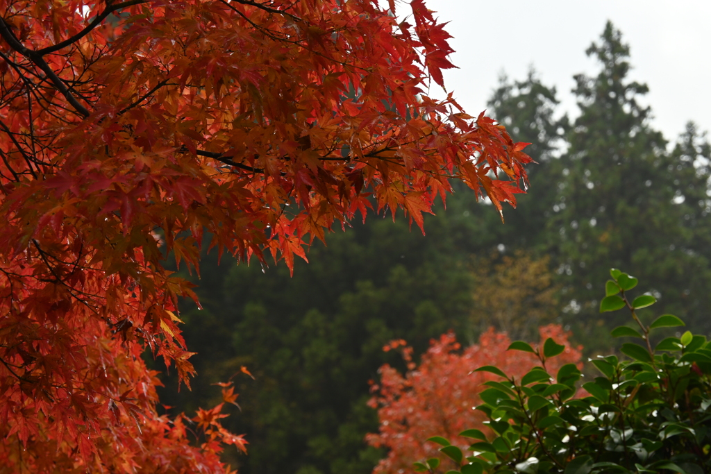 夫婦で紅葉狩り