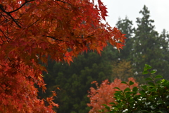 夫婦で紅葉狩り