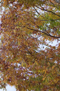 今年の紅葉は足が速い