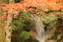 紅葉狩り２０２１