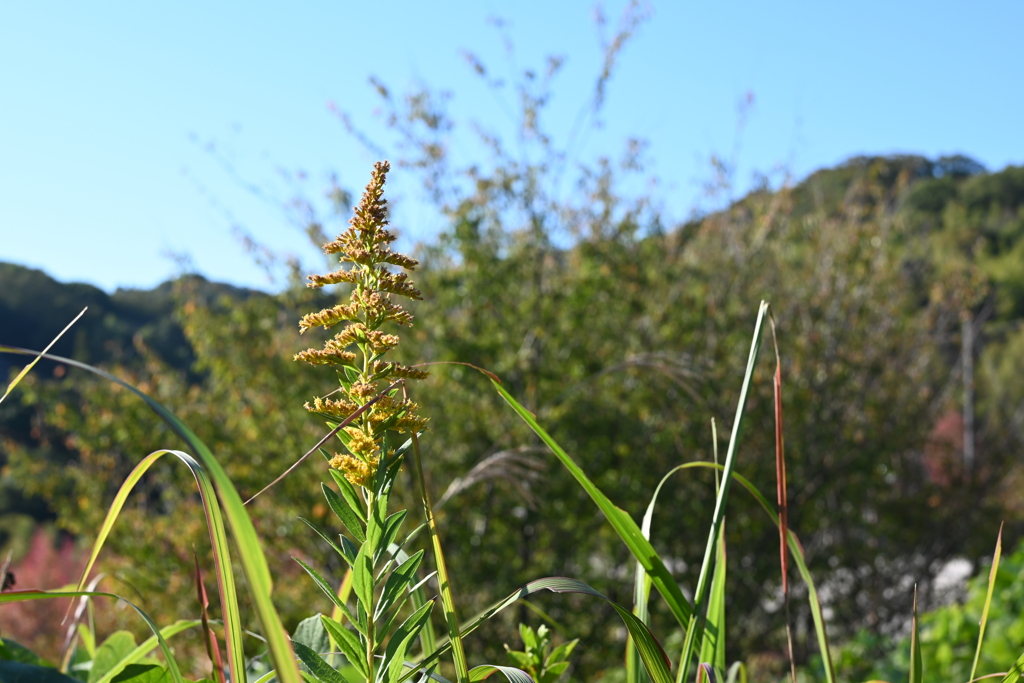 スポーツ公園内でウォーキング撮影