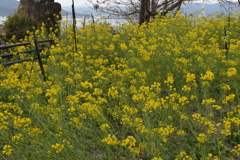 菜の花