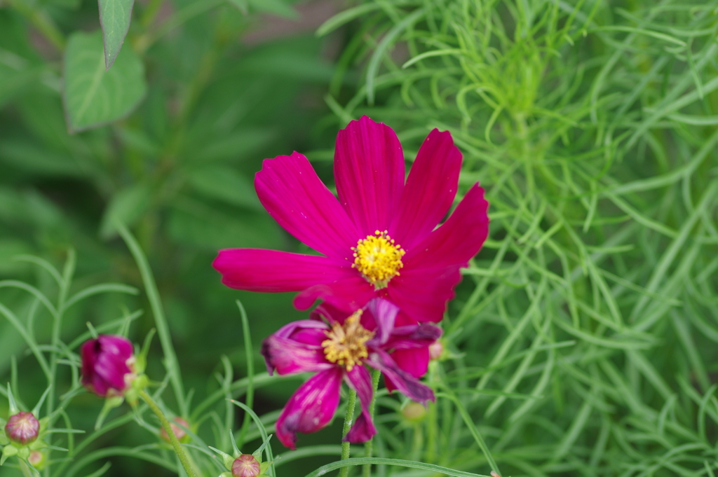 やまぐちフラワーランド