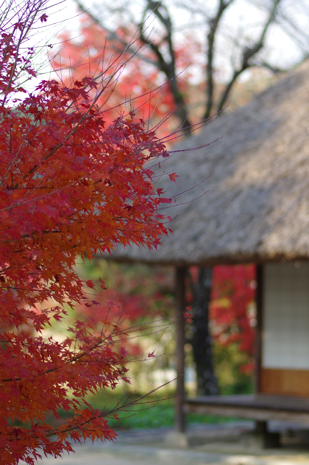 伊藤公記念公園の紅葉