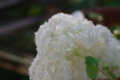 実家の紫陽花