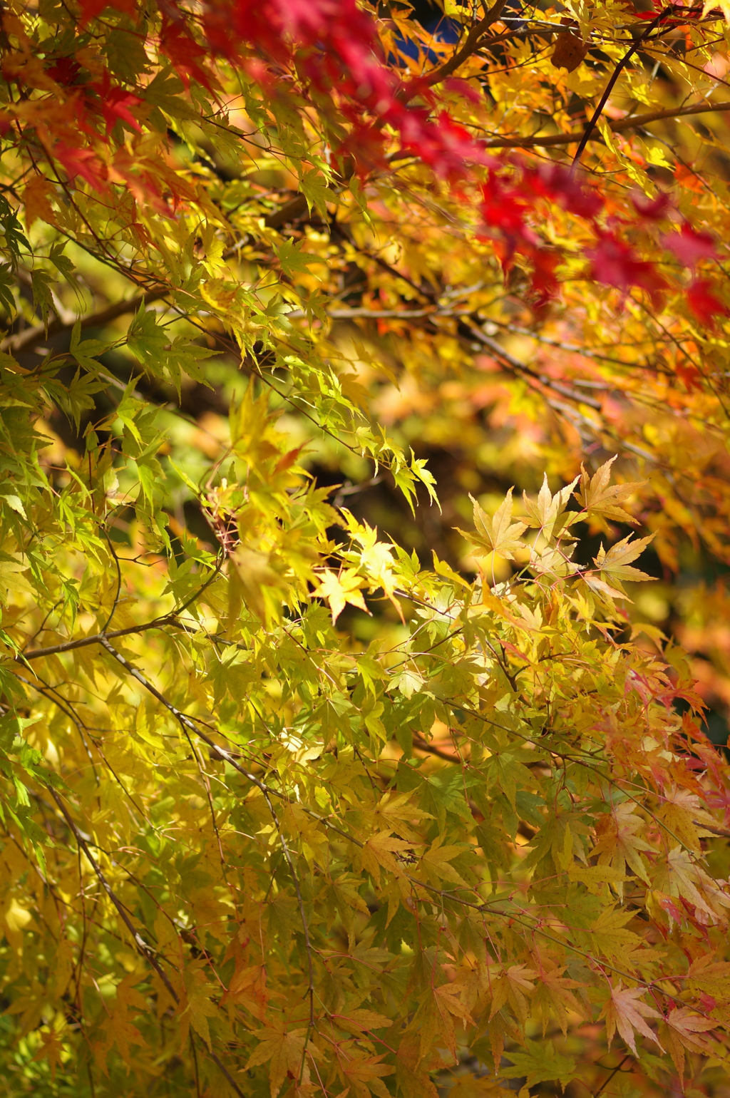 伊藤公記念公園の紅葉