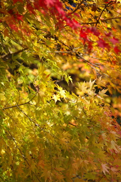 伊藤公記念公園の紅葉