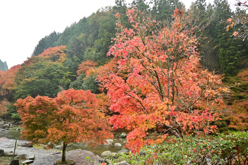 夫婦で紅葉狩り