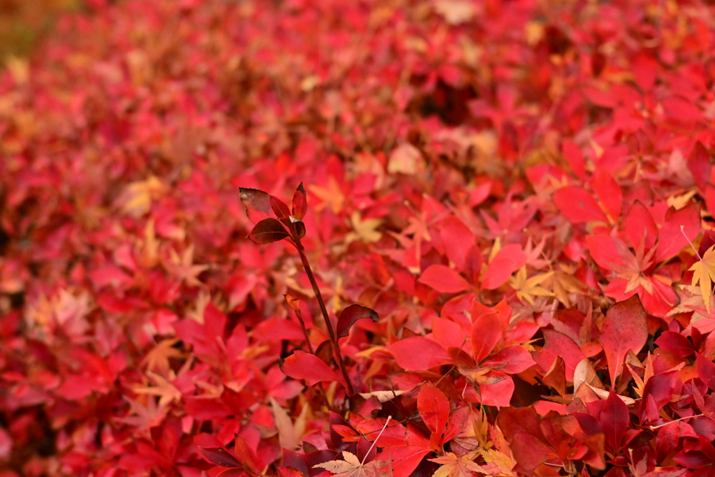 夫婦で紅葉狩り