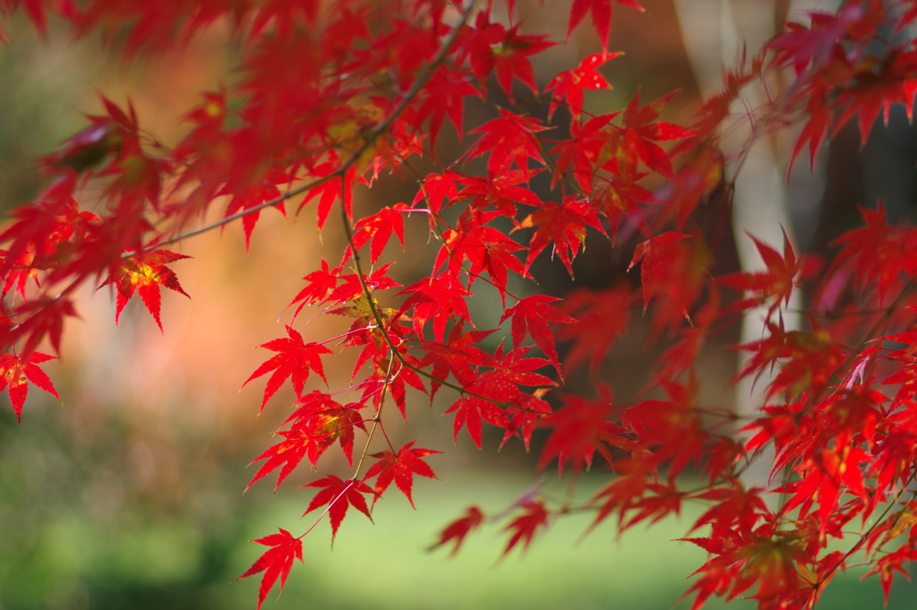 伊藤公記念公園の紅葉
