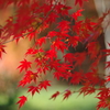 伊藤公記念公園の紅葉