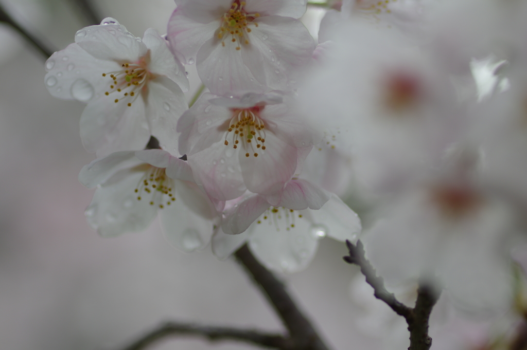 雨上がり一人でお花見