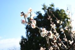 冠梅園