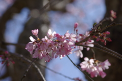 いつもの花見スポットで