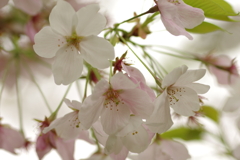 雨上がりお花見2021