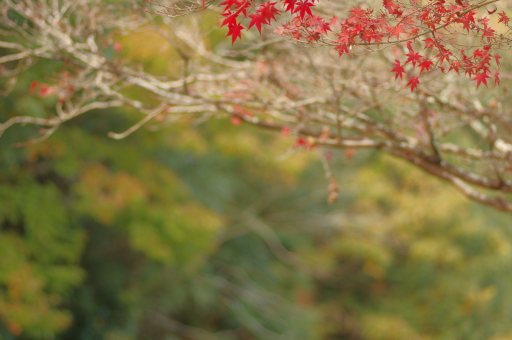 カメラ２台を抱えて紅葉終わり