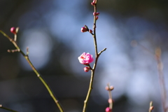 冠梅園