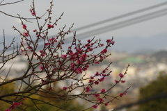 梅園散策２