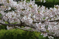 今年の桜は見頃が撮れず