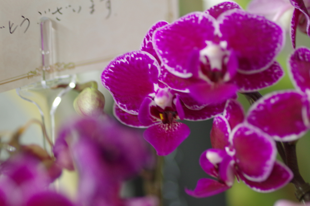 ウェルカムフラワー