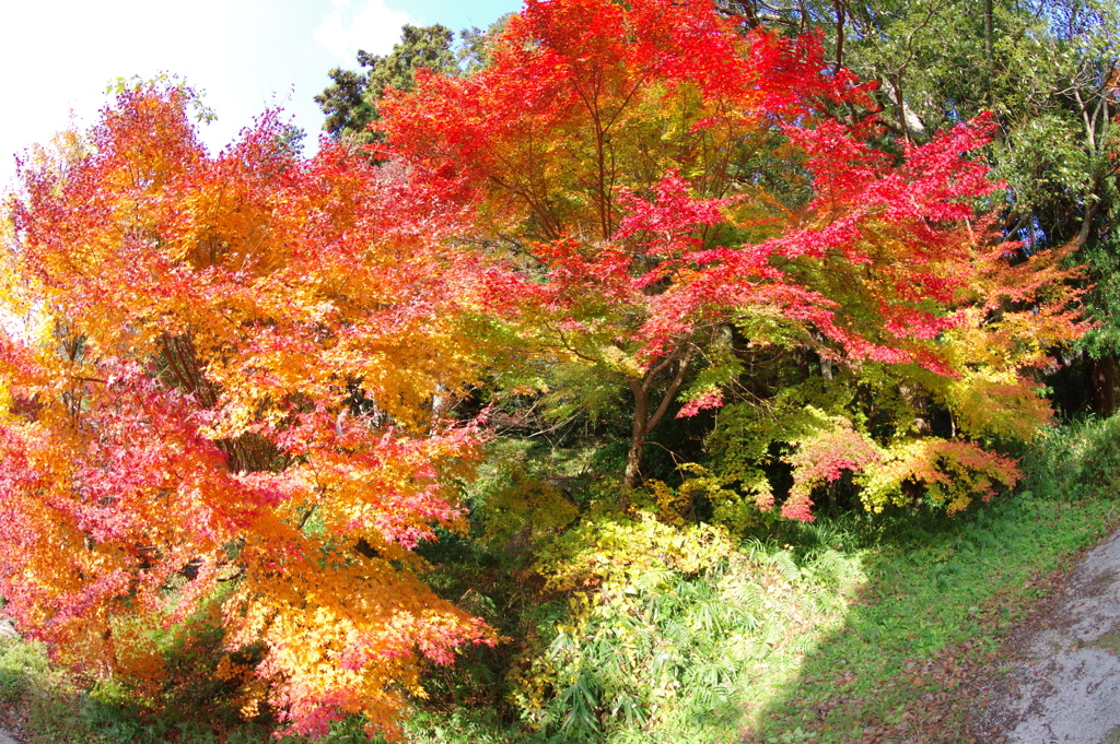 伊藤公記念公園の紅葉