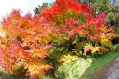 伊藤公記念公園の紅葉