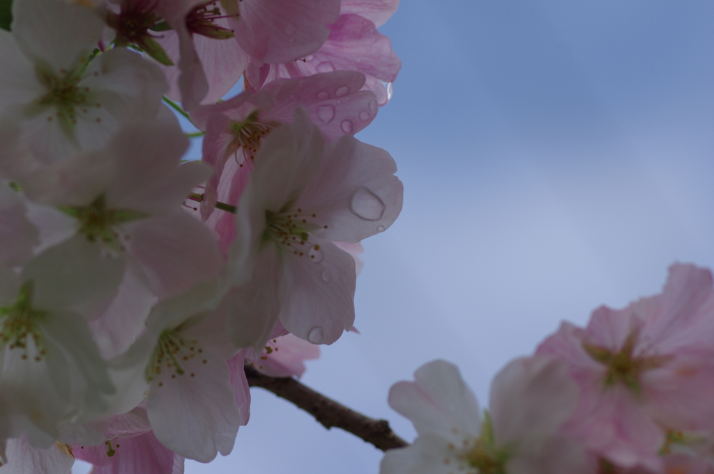 雨上がり一人でお花見