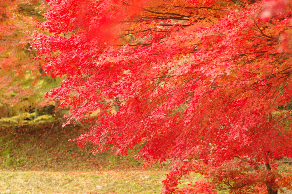 紅葉狩り２０２１