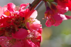 ひっそりと咲いていた木瓜の花