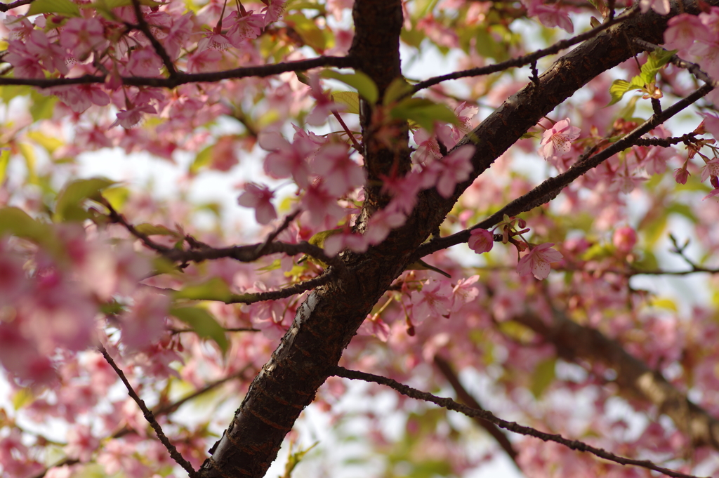 河津桜
