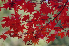 伊藤公記念公園の紅葉