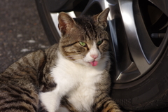 ニャめんじゃあねえぞ