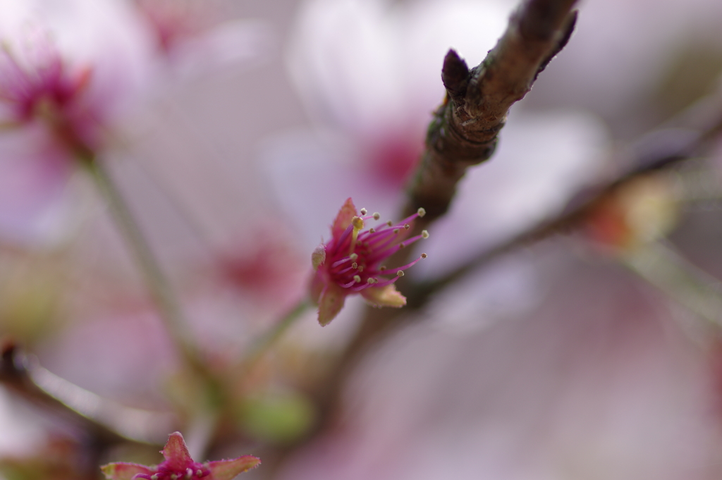 サクラサク別日