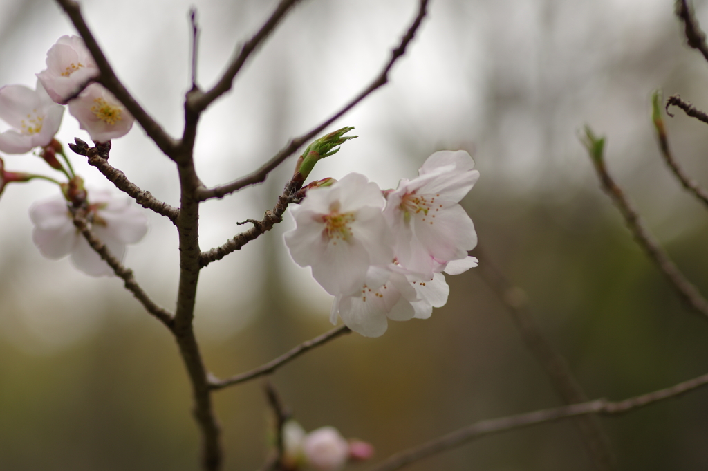花見はカメラで