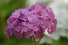 庭紫陽花