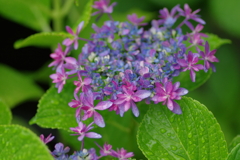 梅雨入りと紫陽花