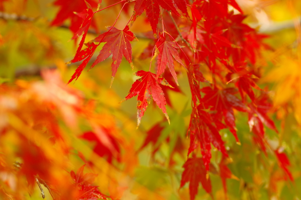 夫婦で紅葉狩り