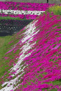 大道理の芝桜