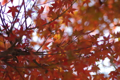 ようやく色づいた庭紅葉