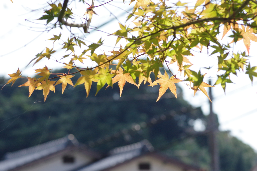 庭にある紅葉
