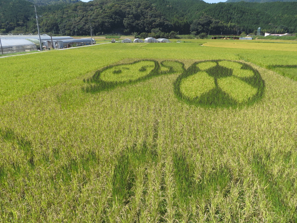 田んぼアート