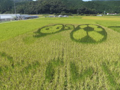田んぼアート