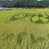 田んぼアート