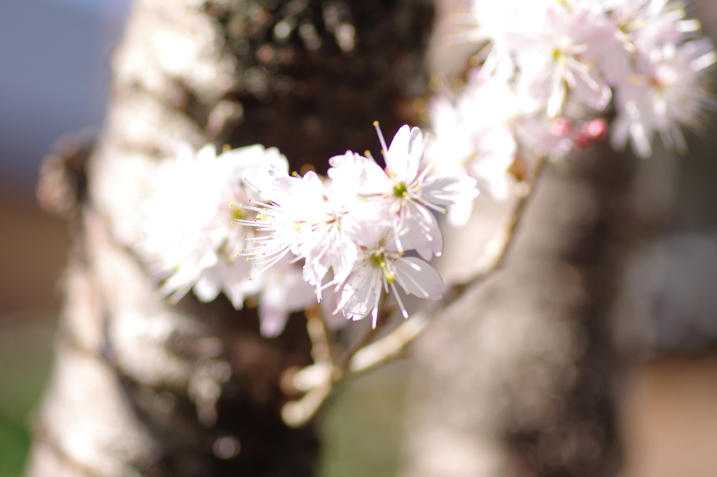 庭桜