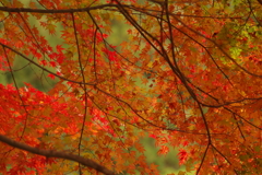 紅葉狩り２０２１