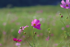 秋桜